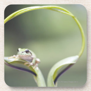 Frog on plant stem, Biei, Hokkaido, Japan Coaster