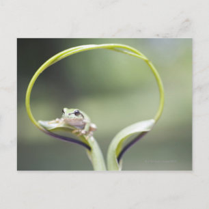 Frog on plant stem, Biei, Hokkaido, Japan Postcard
