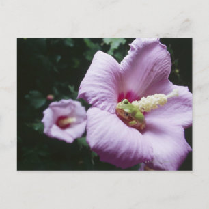 Frog on the inside of a pink hibiscus flower postcard
