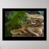 Frog on Toadstool