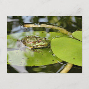 Frog On Water Lily Leaf Postcard