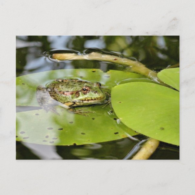 Frog On Water Lily Leaf Postcard (Front)