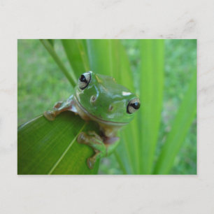 Frog Postcard