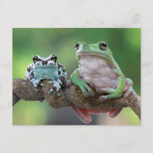 Frog Postcard