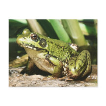 Frog postcard