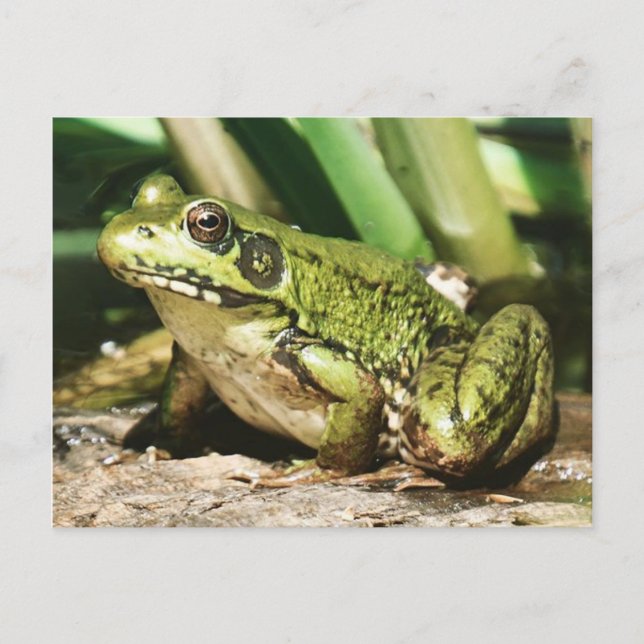 Frog postcard (Front)