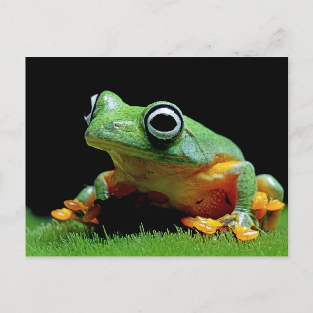 Frog Postcard (Front)