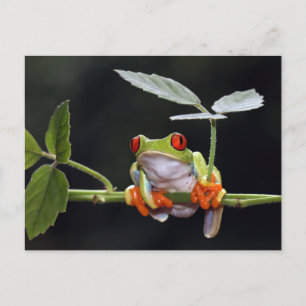 Frog Postcard