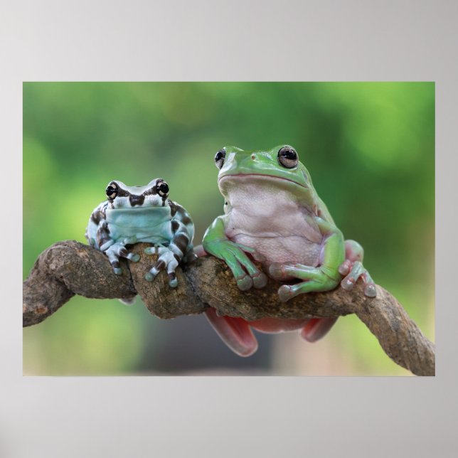 Frog Poster (Front)