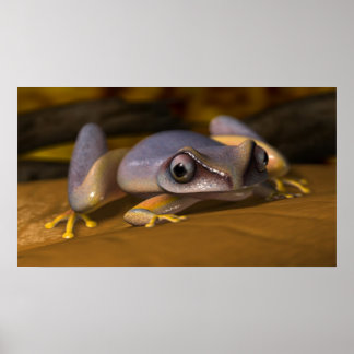Frog Poster