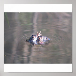 Frog Poster