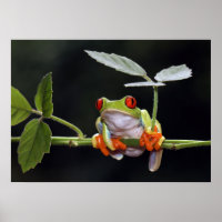Frog Poster