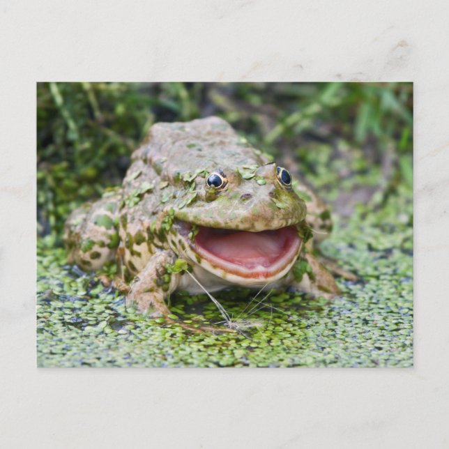 Frog Prince Postcard (Front)