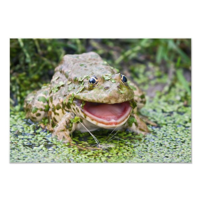 Frog Prince Print (Front)