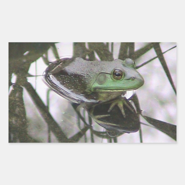 Frog Reflection Sticker (Front)