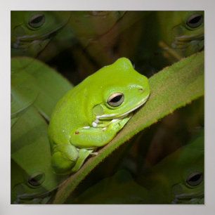 Frog Reflections Print