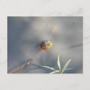 Frog, Sanctuary Marsh Postcard
