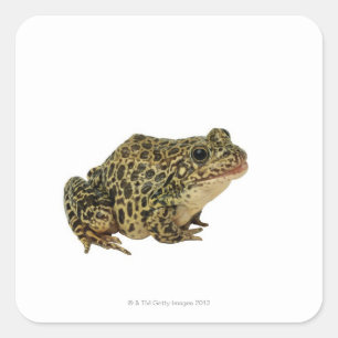 Frog shadow square sticker
