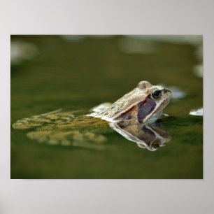 Frog sitting in water poster