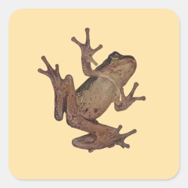 frog square sticker (Front)
