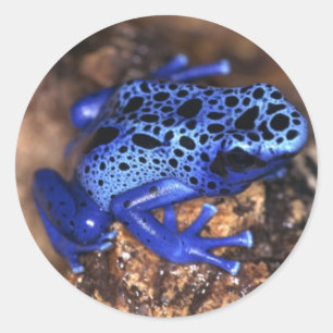 Frog Sticker