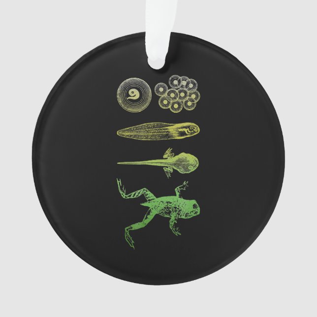 Frog Tadpole  Metamorphosis Life Cycle Biology Ornament (Front)