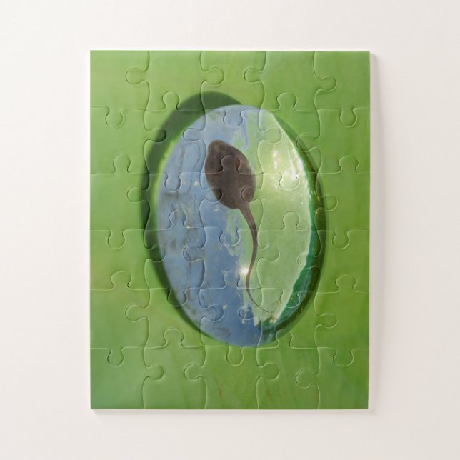 Frog Tadpole Swimming in Water Drop Jigsaw Puzzle (Vertical)