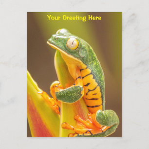 Frog   Tiger Leg Monkey Tree Frog Personalised Postcard