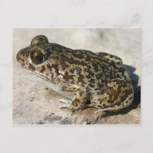 Frog / Toad Postcard