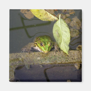 Frog Watching, magnet