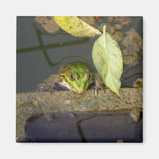 Frog Watching, magnet