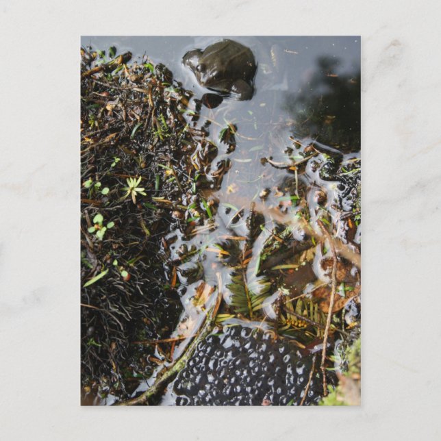 Frog with Frog Spawn Post Card (Front)