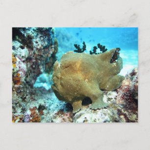 Frogfish camouflaged postcard