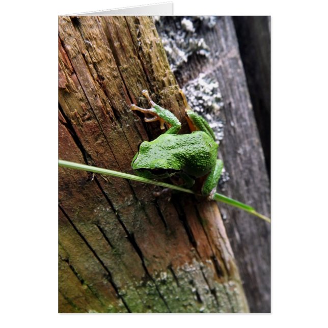 Froggy v (Front)
