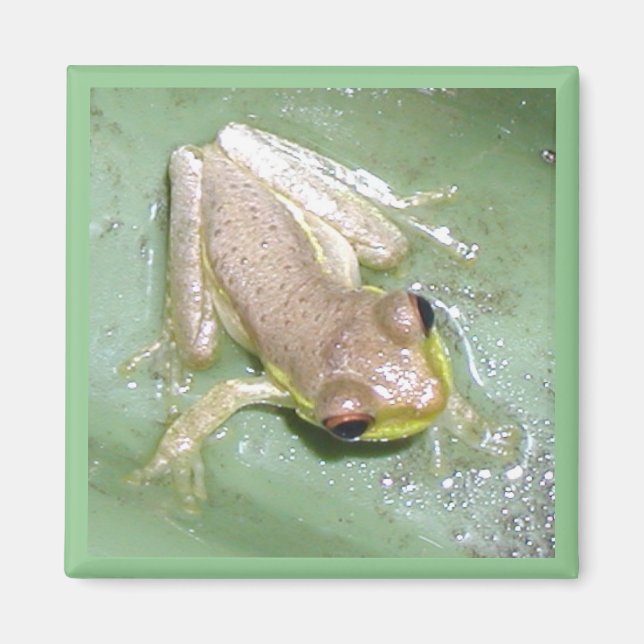Froglet Magnet (Front)