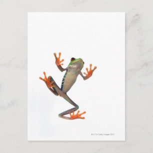 Frogs belly postcard