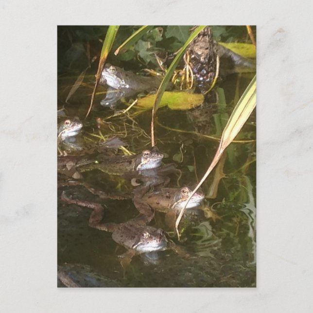 Frogs, Frogs and More Frogs Postcard (Front)