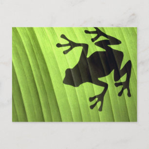 Frogs Postcard