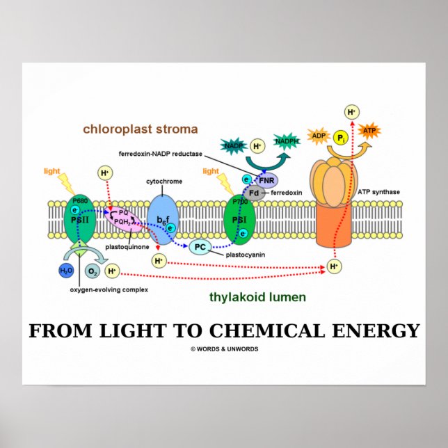 From Light To Chemical Energy (Photosynthesis) Poster (Front)