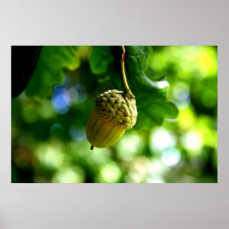 From little acorns grow mighty oaks poster