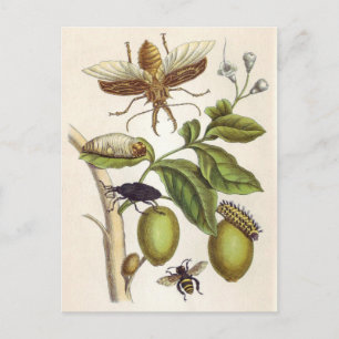 from Metamorphosis insectorum Surinamensium, Plate Postcard