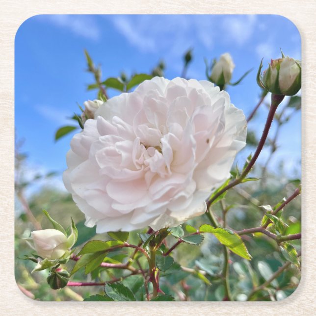 From my mom's garden square paper coaster (Front)