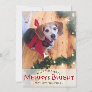 From Pet & Family Photo Merry & Bright Christmas H Holiday Card