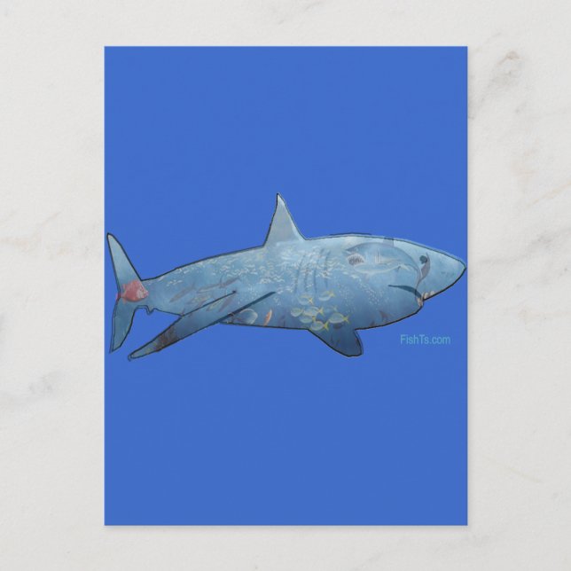From the Sharks Collection Postcard (Front)