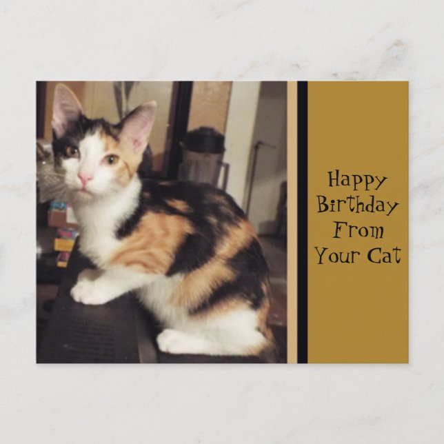 From Your Cat Birthday Greeting Postcard (Front)
