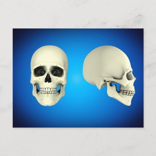 Front View And Side View Of Human Skull Postcard (Front)