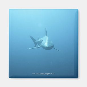 Front view of a Tiger Shark Magnet