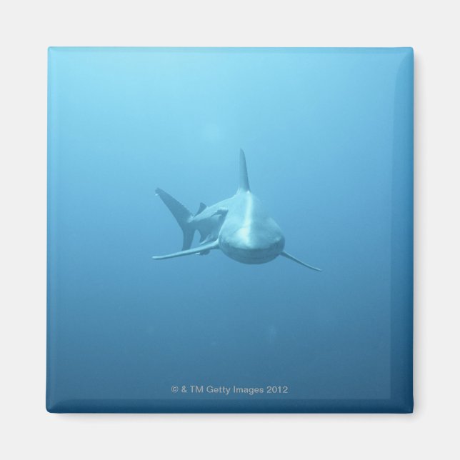 Front view of a Tiger Shark Magnet (Front)