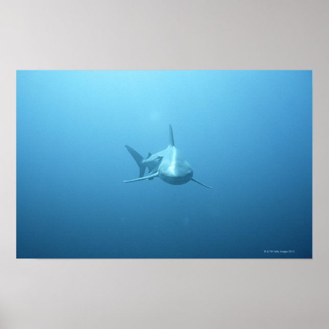 Front view of a Tiger Shark Poster (Front)