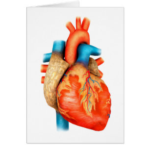 Front View Of Human Heart